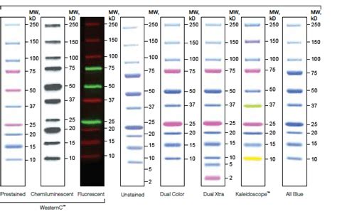 Biorad Precision Plus Protein Standards