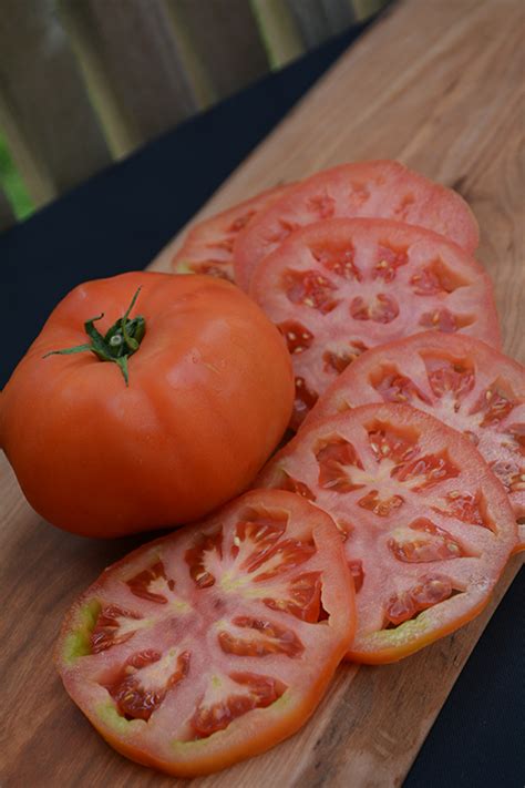 Supersteak Tomato Solanum Lycopersicum Supersteak In Denver Arvada
