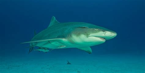 Exploring The Role Of Lemon Sharks In The Marine Ecosystem Gvi Gvi