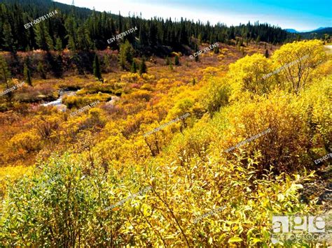 Fall In Northern Wilderness Yukon T Canada Stock Photo Picture And