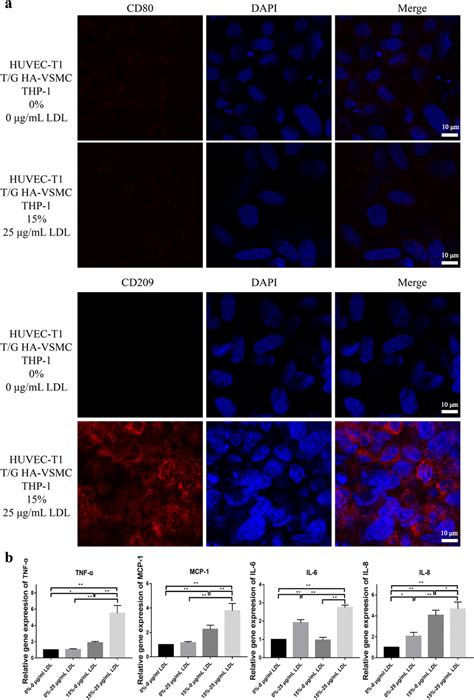 This was published as methods in cell science, which was incorporated into cytotechnology. Identification of monocyte differentiation. (a ...