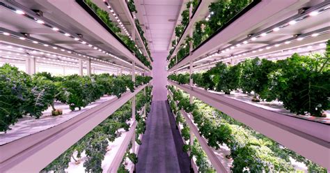 Vertical Farming Growing Food In Urban Spaces Agriculture Insight
