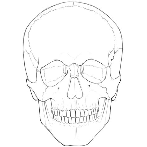 Skull Anatomy For Artists