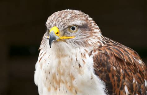 10 Species Of Hawks In Wisconsin Inc Awesome Photos Birds Advice