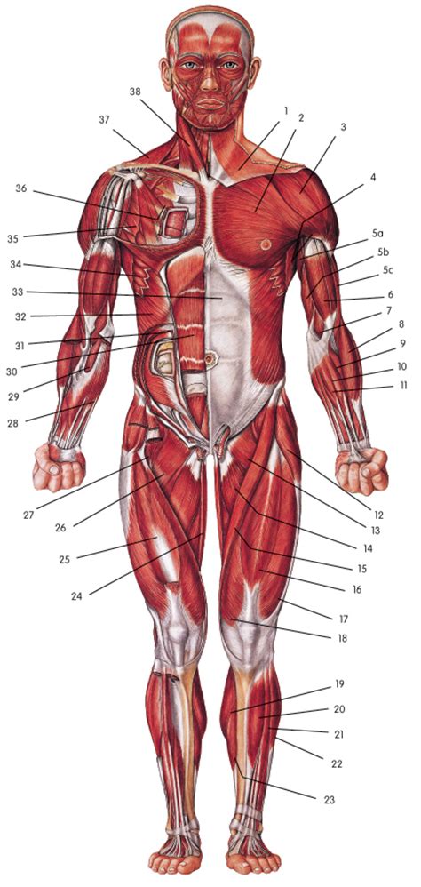Muscular System Animal Form And Function