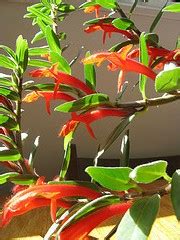 They make excellent houseplants and grow well in hanging baskets and planters. Goldfish Plant Care Tips - Columnea gloriosa