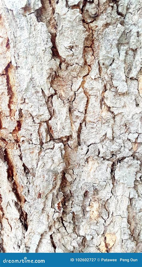 Tree Bark Texture Beautiful Stock Image Image Of Grass Background