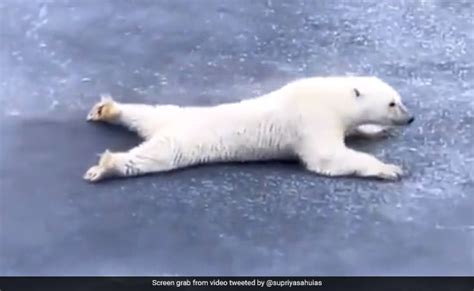 life lesson polar bear slides on ice sheet to avoid breaking it