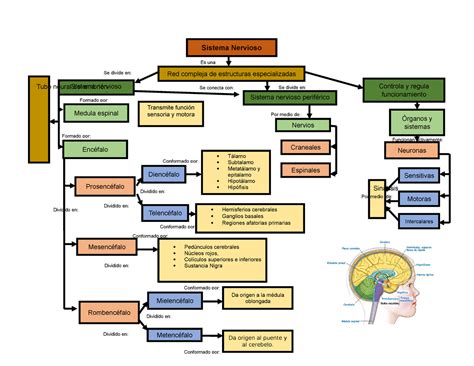 Mapa Conceptual Del Sistema Nervioso Anatomia Studocu Porn Sex Picture