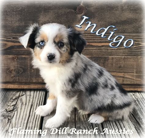 Click the small x to the right of a group's name and shelter # to report an error. Miniature Australian Shepherd Puppies For Sale | Dallas ...