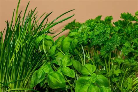 Conoce las hierbas aromáticas más comunes y cómo sacarles provecho