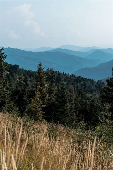 Selective Focus Of Pine Trees In Mountains Near Lawn Stock Image