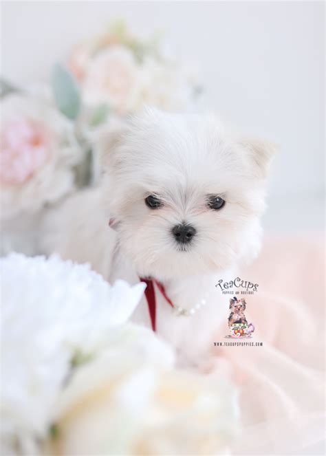 Tiny Maltese Puppy For Sale Teacup Puppies And Boutique