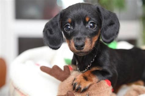 Toy Mini Dachshund Estimate 8 9 Lbs When Full Grow Up For Sale In
