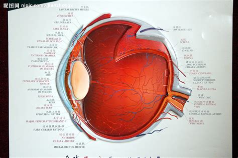 眼球状构造360百科