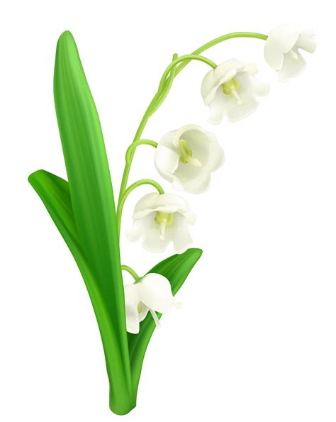 30 Top For Lily Of The Valley Flower Png