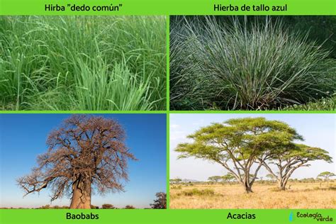 Ecosistema de la sabana características flora y fauna Resumen