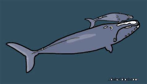 Lobster, crab, clown fish, starfish, octopus, tuna, sea urchin, seal, orca, beluga whale, and shark. Whale Coloring Pages: Magnetic Marine Mammals