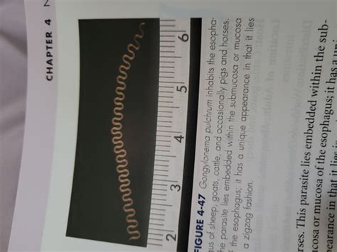 Ch 4 Nematodes Of Ruminants Flashcards Quizlet