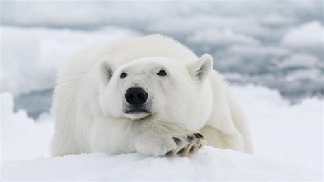 Polar Bears Just One Upped Humans — Heres How Sheknows