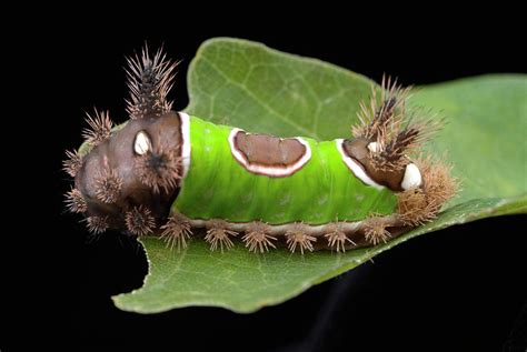 Saddleback Caterpillar Photograph By Uk Crown Copyright Courtesy Of