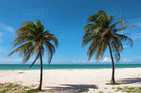 Palm Trees By Ocean Palm Beach Aruba Lesser Antilles Caribbean Stock Photo Dissolve