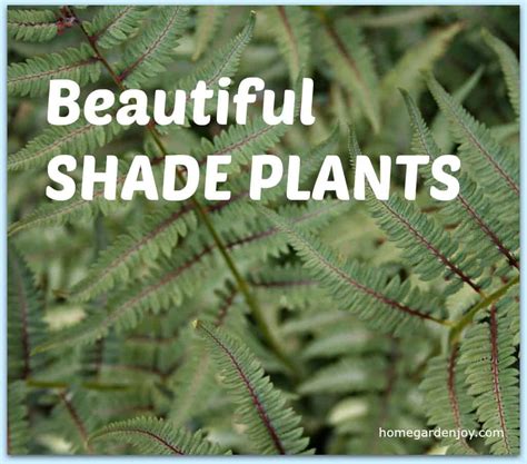 Five Beautiful Shade Plants For Your Garden Home Garden Joy