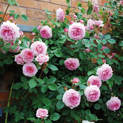 James Galway Ideal For Shade Repeat Flowering Disease Resistant Fragrant Vivaio Le