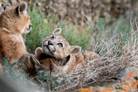 Daydreaming Puma Cub Resting On Moms Head Raww