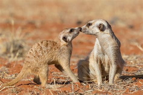 Animal Sex How Meerkats Do It Live Science