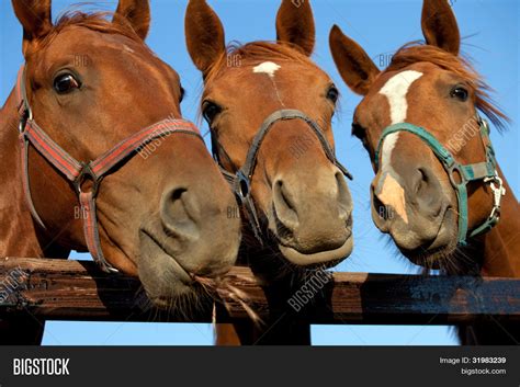 Three Heads Horses Image And Photo Free Trial Bigstock