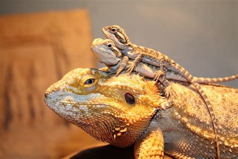 Pop the newly washed beardie onto its basking spot to warm. How Big Do Bearded Dragons Get? Size and Growth Chart ...