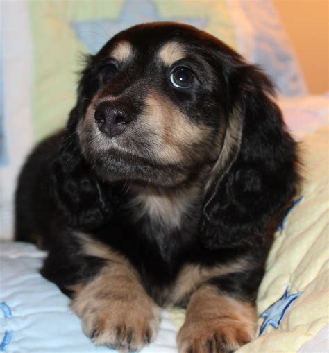 Long Haired Mini Dachshund Puppies For Sale Bleumoonproductions