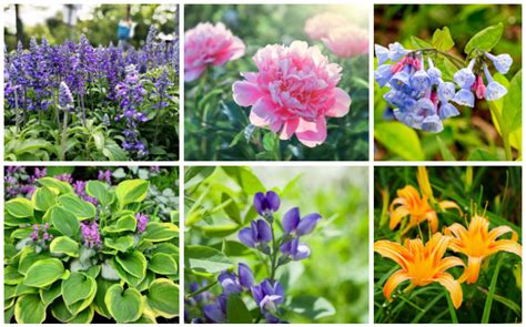 30 Plants That Do Well In Morning Shade And Afternoon Sun Derekmsimmonss