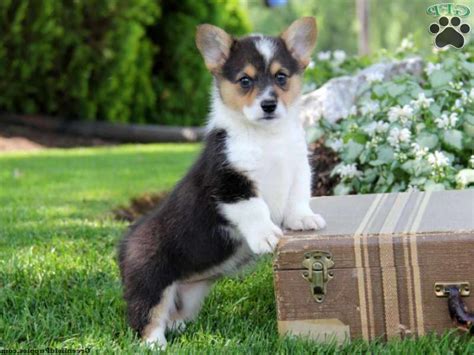 Although these little dogs specialized in herding cattle, nipping at their heels and then ducking under their kicking hooves, they were almost certainly also used in herding sheep and even welsh ponies. Corgi Puppies For Sale In Ma | PETSIDI