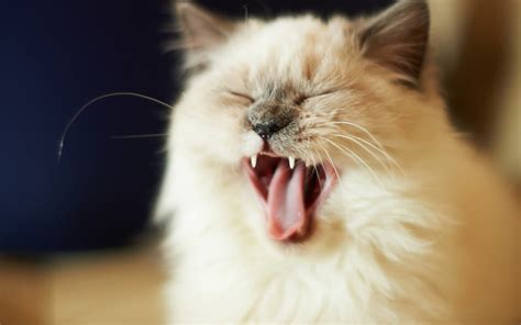 3840x2160 Resolution Photo Of Siamese Yawning During Daytime Hd