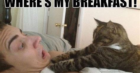 When Your Cat Wakes You Up Funny Pictures