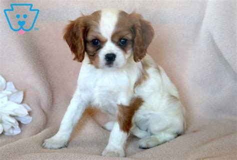 This breed is large, agile, and strong. Lizzy | Spaniel puppies for sale, Spaniel puppies ...