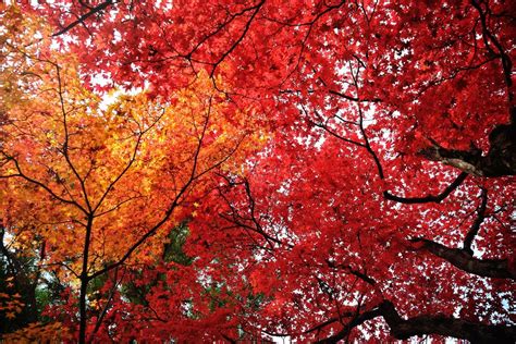Five Places To See Autumn Leaves