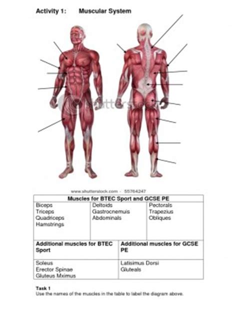 We did not find results for: Diagram Of Muscles In The Body : The muscles labelled in ...