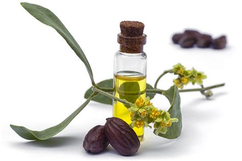 Jojoba oil is the liquid extracted from the seeds of the jojoba plant, which is a shrub native to the southwest region of north america. Why Everyone Should Use Jojoba: Top 5 Benefits of Jojoba Oil