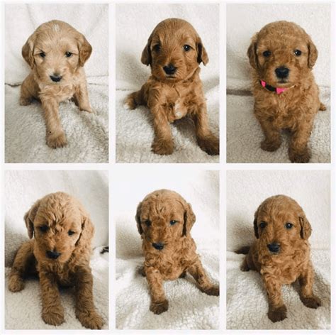 Miniature Goldendoodle: 11 Incredible Facts You Need to Know - PetDT