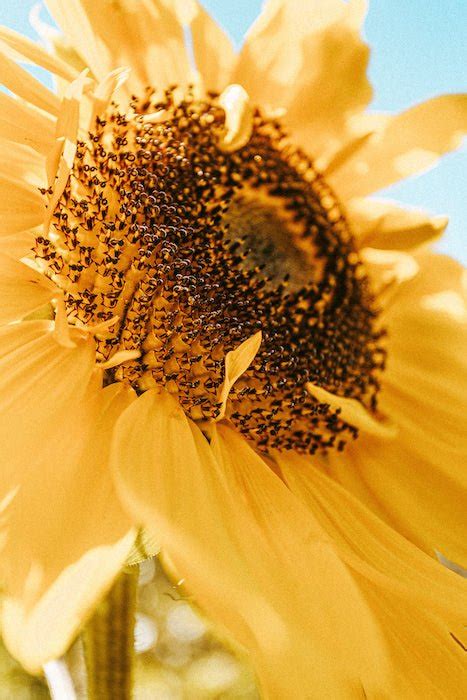 8 Sunflower Field Photoshoot Ideas You Must Try Kembeo