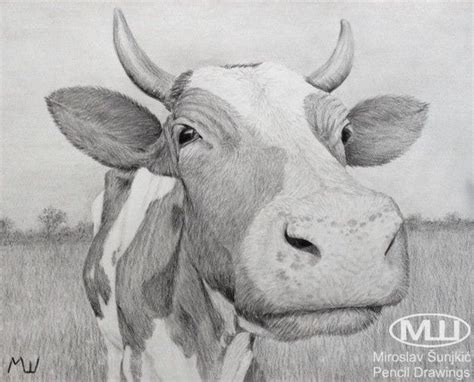 Intimidating teeth are a common dinosaur trope. Curious Cow - pencil drawing by Miroslav Sunjkic #farm #animal #nature #domestic #animals ...