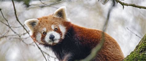 Download Wallpaper 2560x1080 Red Panda Panda Glance Animal Dual Wide