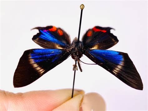 Periander Metalmark Rhetus Periander Butterfly Unmounted For Etsy