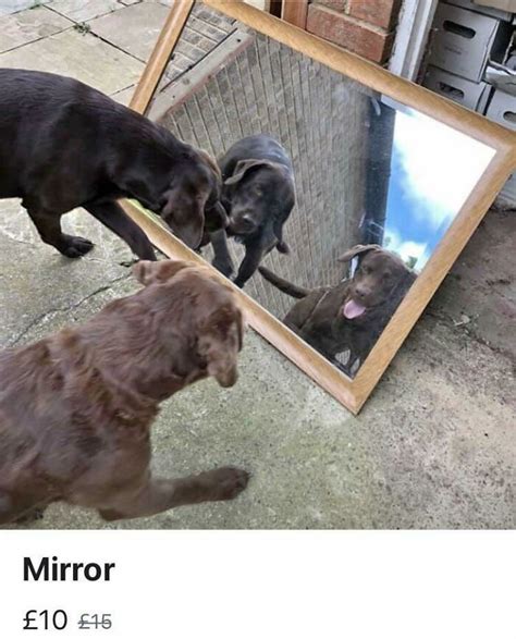 10 Times People Tried To Sell Mirrors And The Photos They Took Showed The Funniest Reflections