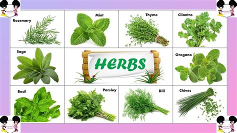 Herbs Names For Children Types Of Herbs Names For Children Herbal