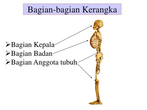 Bayi yang baru lahir memiliki lebih dari 300 lebih bagian tulang, tetapi kebanyakan tulang rawan. PPT - RANGKA MANUSIA PowerPoint Presentation - ID:5302556