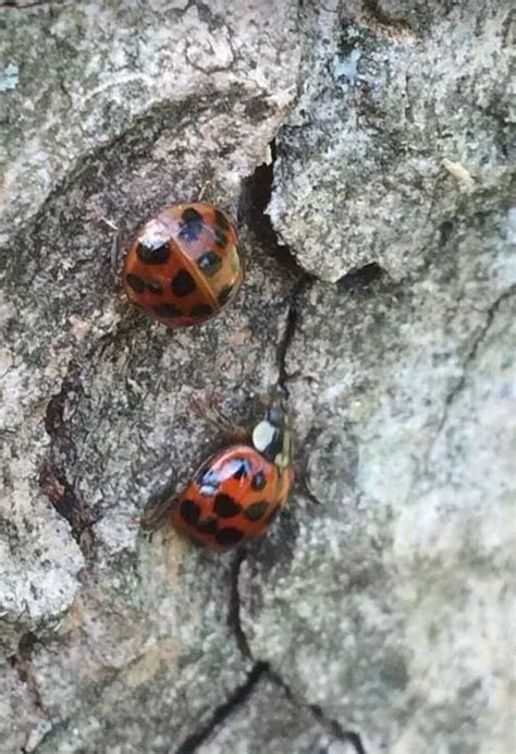 swarms of alien ladybirds carrying dangerous stds invade homes across britain mirror online